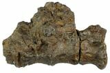 Three Articulated Igaunodon (Mantillisaurus) Sacral Vertebrae #123556-2